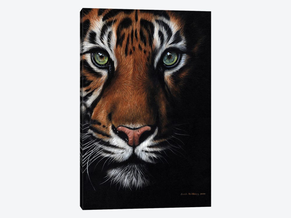 Bengal Tiger by Sarah Stribbling 1-piece Canvas Wall Art