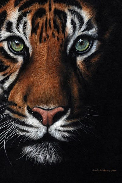 Tigers: Bengal Tiger by Sarah Stribbling