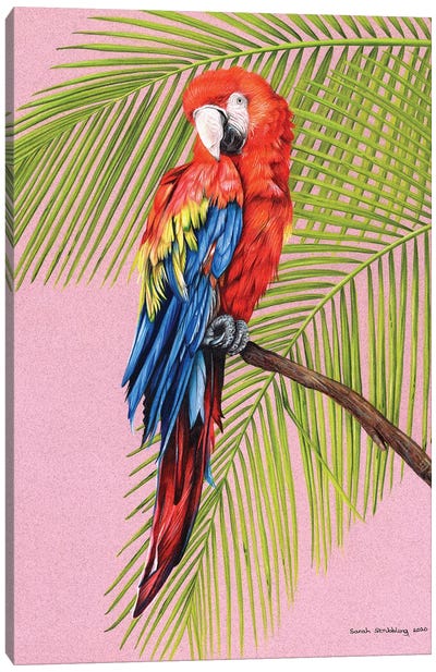 Scarlet Macaw Canvas Art Print - Sarah Stribbling