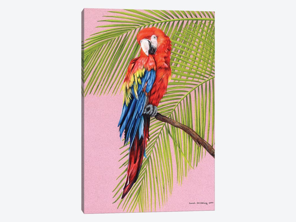 Scarlet Macaw by Sarah Stribbling 1-piece Canvas Art