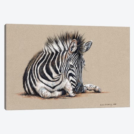 Zebra Drawing Canvas Print #SAS143} by Sarah Stribbling Canvas Artwork
