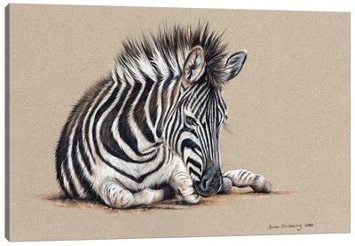 Zebra Drawing Canvas Art Print - Sarah Stribbling
