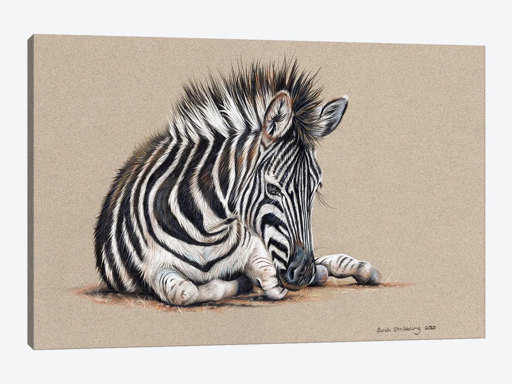 Zebra Drawing by Sarah Stribbling 1-piece Art Print