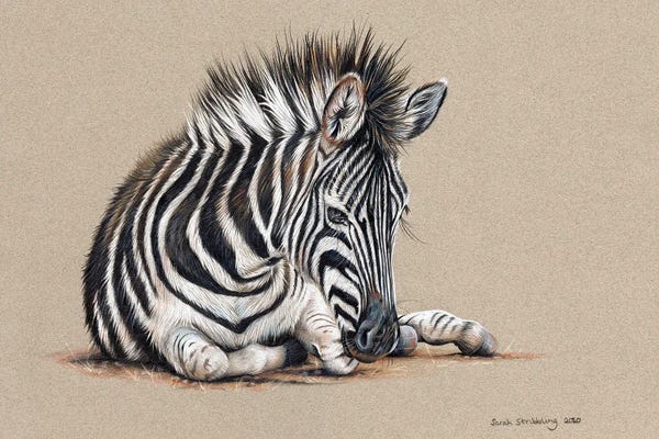 Zebras: Zebra Drawing by Sarah Stribbling