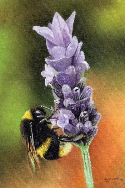 Sarah Stribbling: Bee On A Flower by Sarah Stribbling