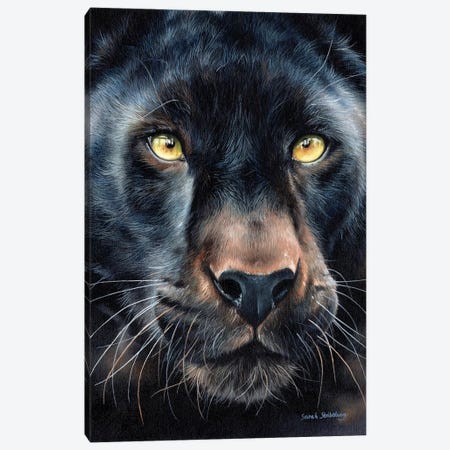 Black Panther Canvas Print #SAS15} by Sarah Stribbling Art Print