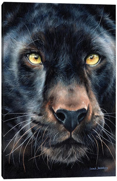 Black Panther Canvas Art Print - Sarah Stribbling