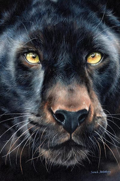 Emotive Animals: Black Panther by Sarah Stribbling