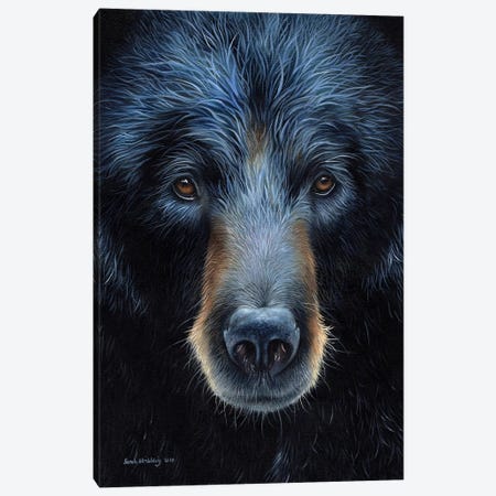 Black Bear I Canvas Print #SAS16} by Sarah Stribbling Canvas Art Print