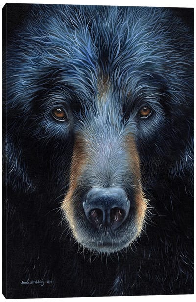 Black Bear I Canvas Art Print - Photorealism Art