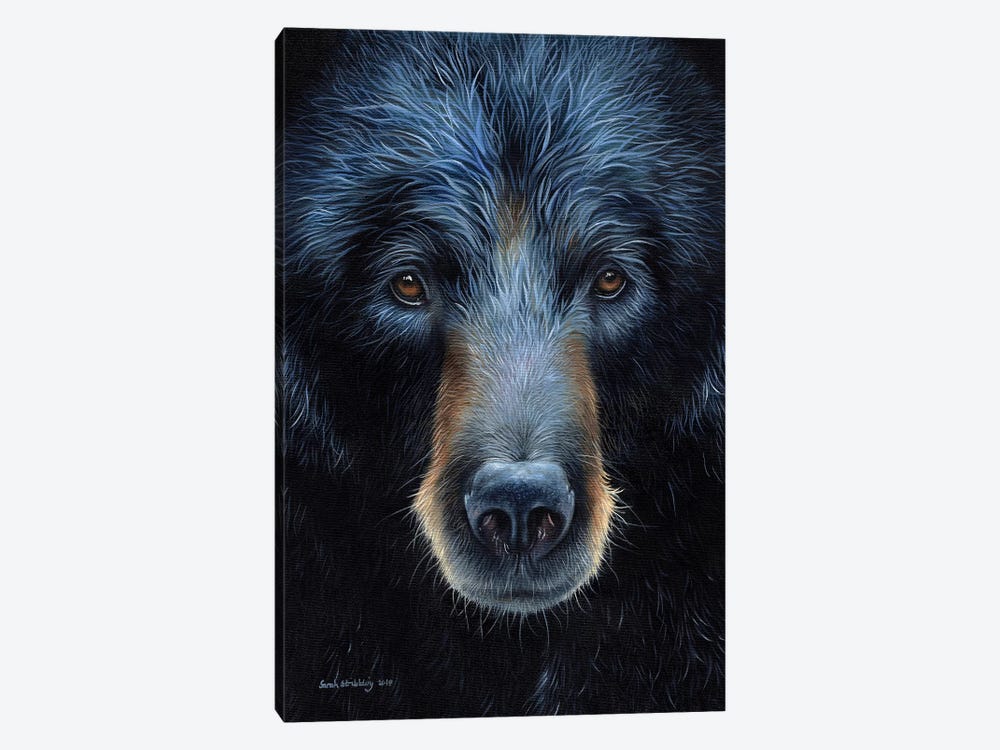 Black Bear I by Sarah Stribbling 1-piece Canvas Art