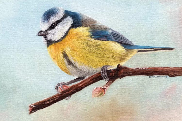 Blue Tit