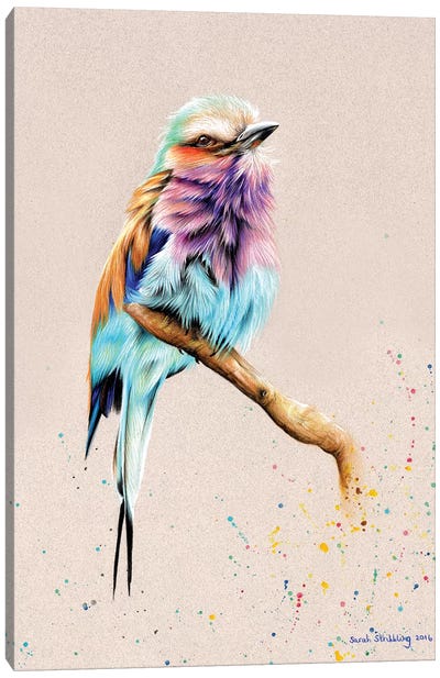 Breasted Roller  Canvas Art Print - Spotlight Collections