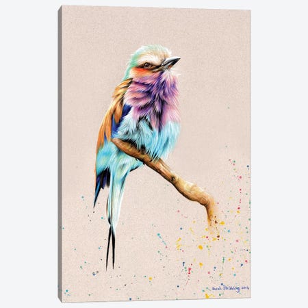 Breasted Roller  Canvas Print #SAS19} by Sarah Stribbling Canvas Wall Art