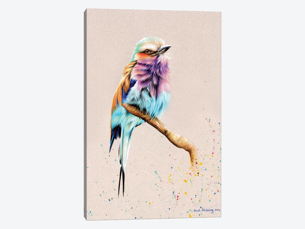 Breasted Roller  by Sarah Stribbling 1-piece Canvas Art Print