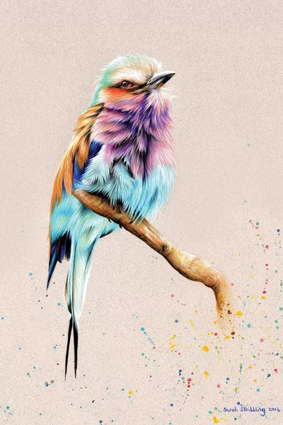 The Art Of The Feather: Breasted Roller  by Sarah Stribbling