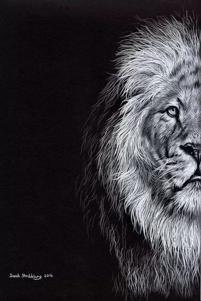 African Lion I by Sarah Stribbling framed wall art