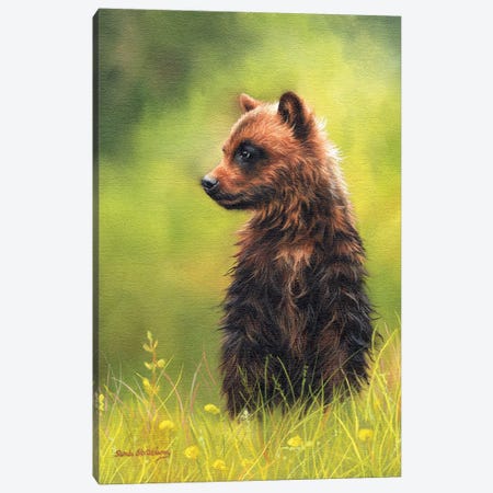 Brown Bear Cub Canvas Print #SAS20} by Sarah Stribbling Art Print