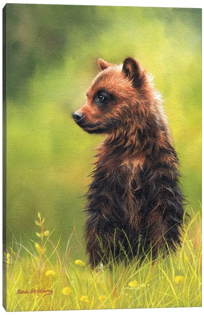 Brown Bear Cub Canvas Art Print - Sarah Stribbling