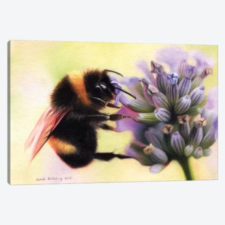 Bumblebee I Canvas Print #SAS21} by Sarah Stribbling Canvas Print