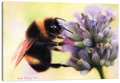 Bumblebee I Canvas Art Print - Sarah Stribbling