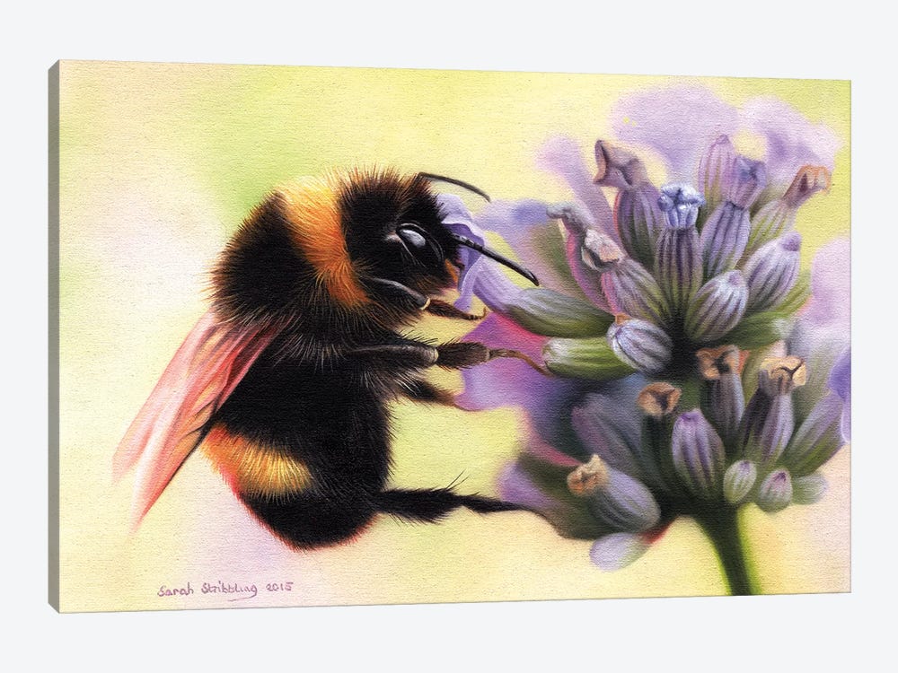 Bumblebee I by Sarah Stribbling 1-piece Canvas Artwork