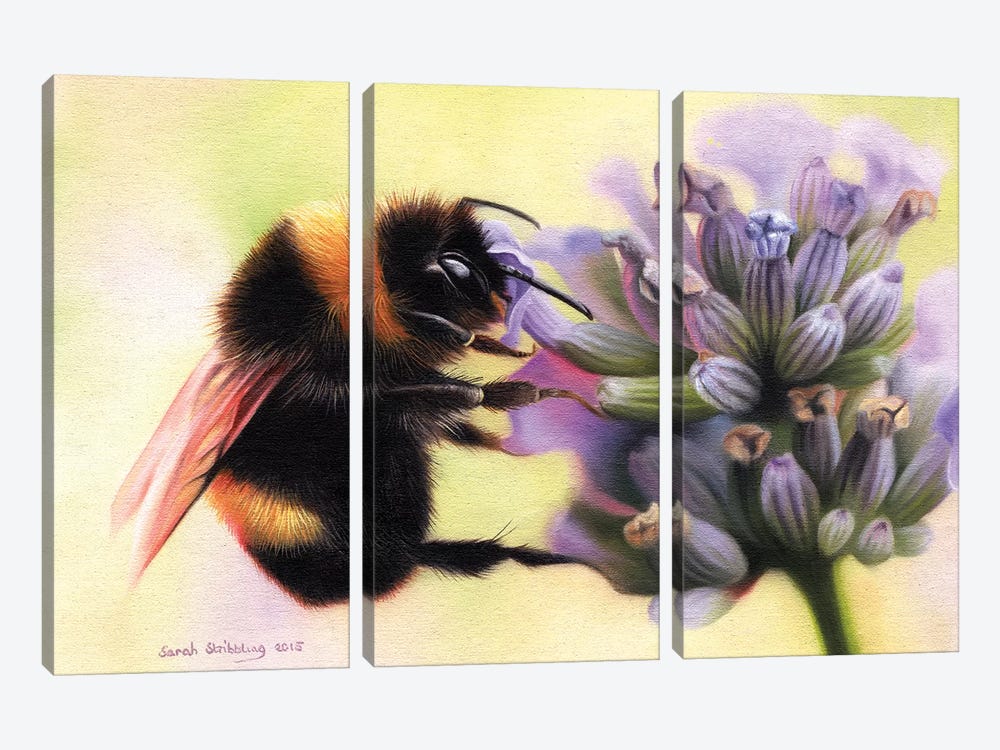 Bumblebee I by Sarah Stribbling 3-piece Canvas Art