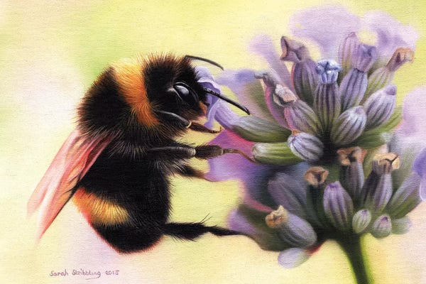 Bees: Bumblebee I by Sarah Stribbling