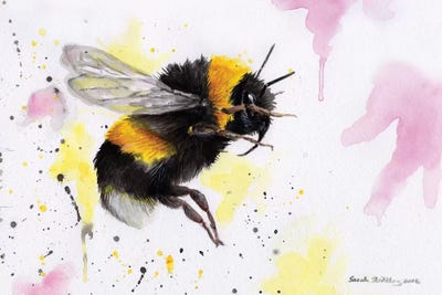 Bumblebee III by Sarah Stribbling canvas print
