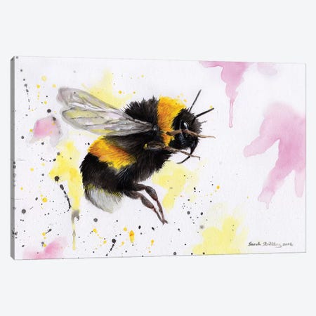 Bumblebee III Canvas Print #SAS23} by Sarah Stribbling Canvas Art Print