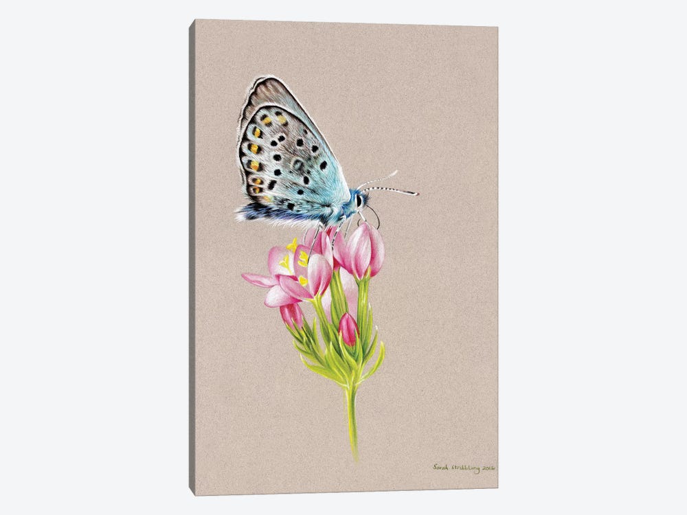 Butterfly Toned by Sarah Stribbling 1-piece Canvas Print