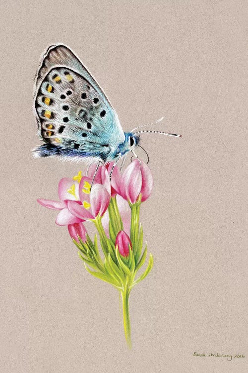 Butterfly Toned by Sarah Stribbling wall art