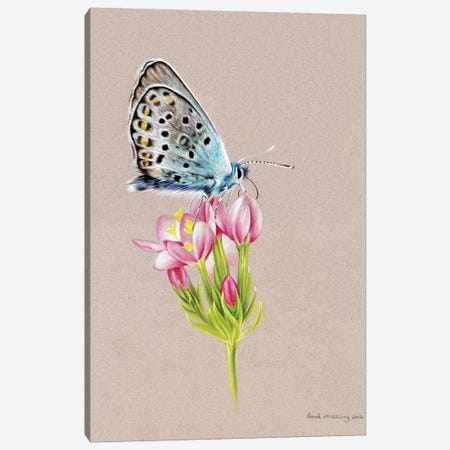Butterfly Toned Canvas Print #SAS24} by Sarah Stribbling Canvas Wall Art
