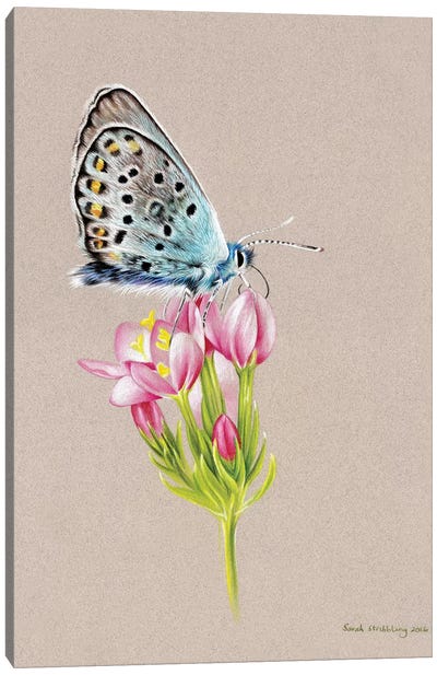 Butterfly Toned Canvas Art Print - Sarah Stribbling