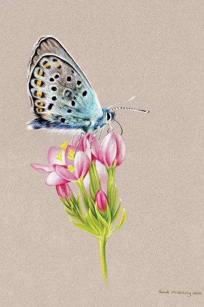 Butterfly Toned
