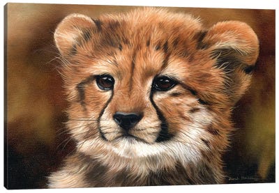 Cheetah Cub I Canvas Art Print - Sarah Stribbling