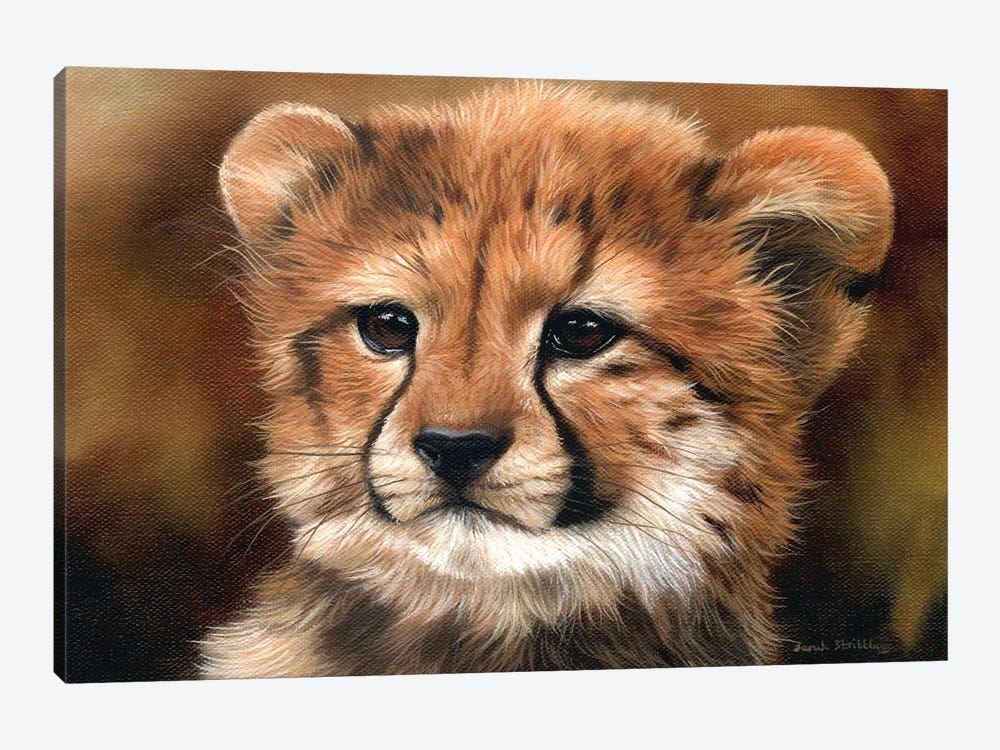 Cheetah Cub I by Sarah Stribbling 1-piece Canvas Wall Art