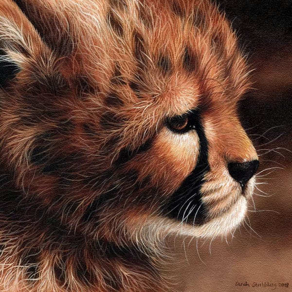 Cheetahs: Cheetah Cub II by Sarah Stribbling