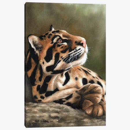 Clouded Leopard I Canvas Print #SAS28} by Sarah Stribbling Canvas Print