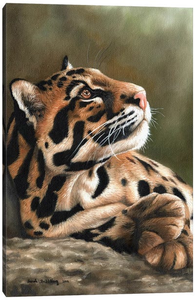 Clouded Leopard I Canvas Art Print - Sarah Stribbling