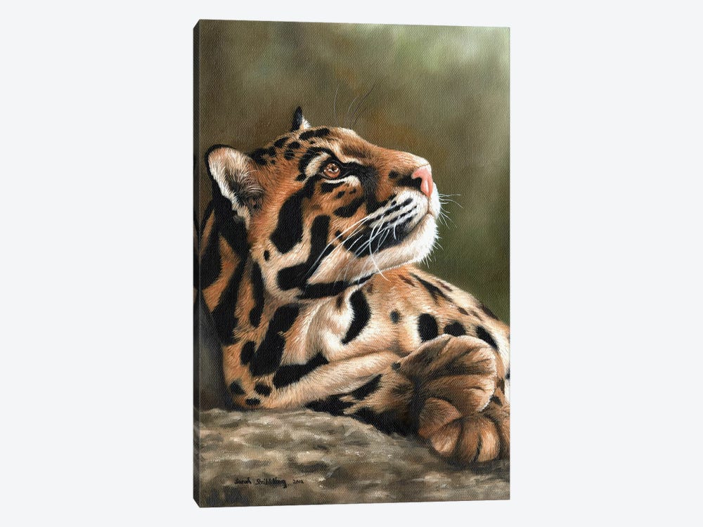 Clouded Leopard I by Sarah Stribbling 1-piece Canvas Print
