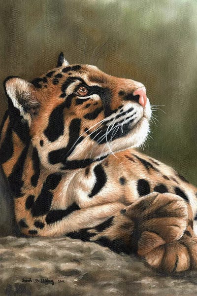 Leopards: Clouded Leopard I by Sarah Stribbling
