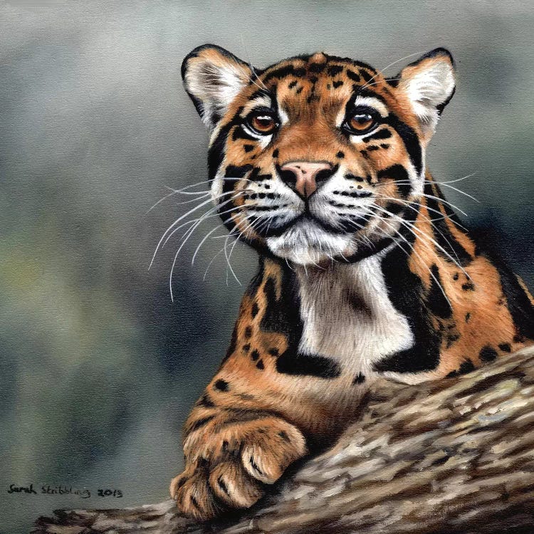 Clouded Leopard II