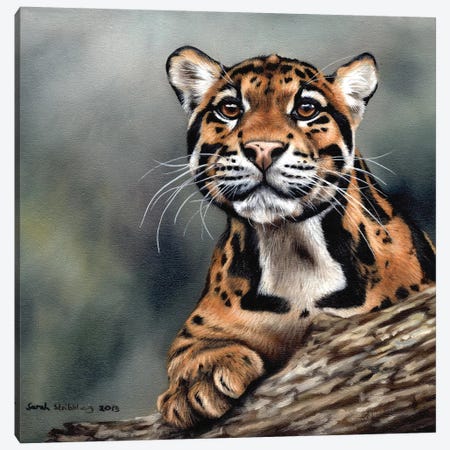 Clouded Leopard II Canvas Print #SAS29} by Sarah Stribbling Canvas Print