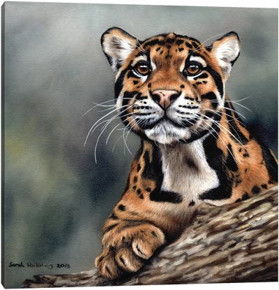 Clouded Leopard II Canvas Art Print - Sarah Stribbling
