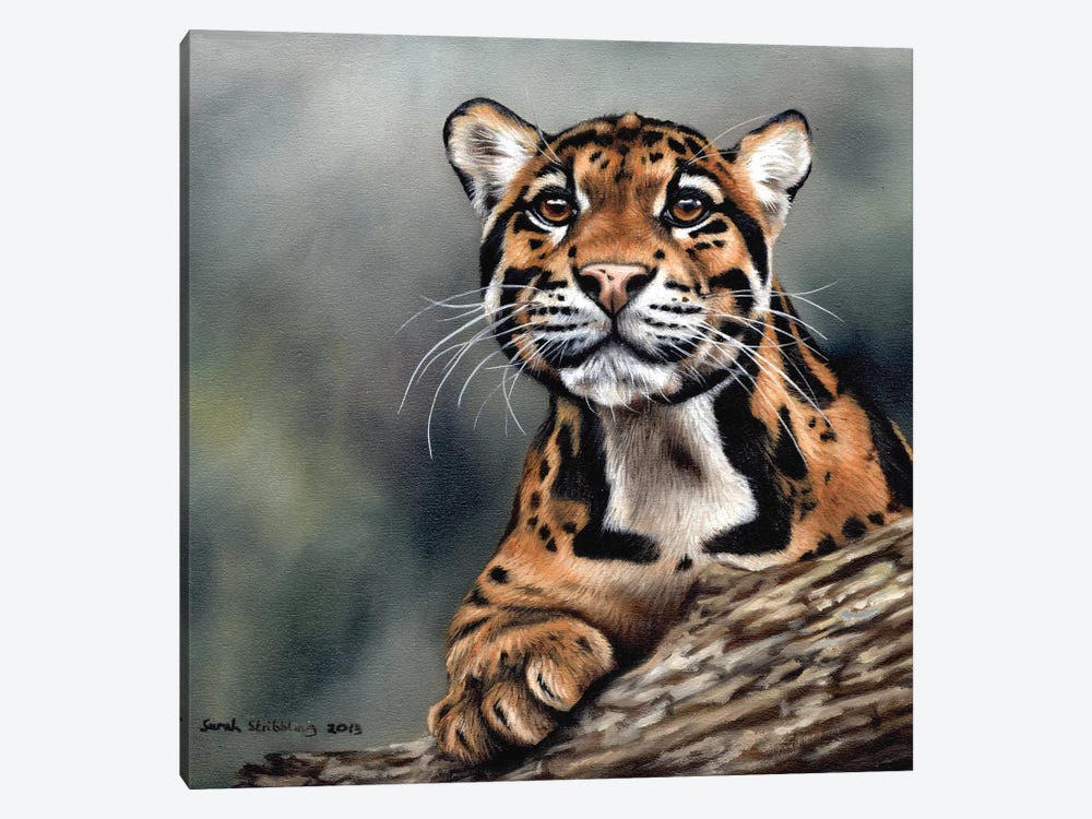 Clouded Leopard II by Sarah Stribbling 1-piece Canvas Artwork