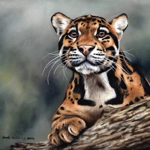 Leopards: Clouded Leopard II by Sarah Stribbling