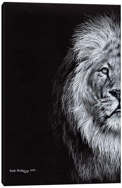 African Lion I Canvas Art Print - Sarah Stribbling