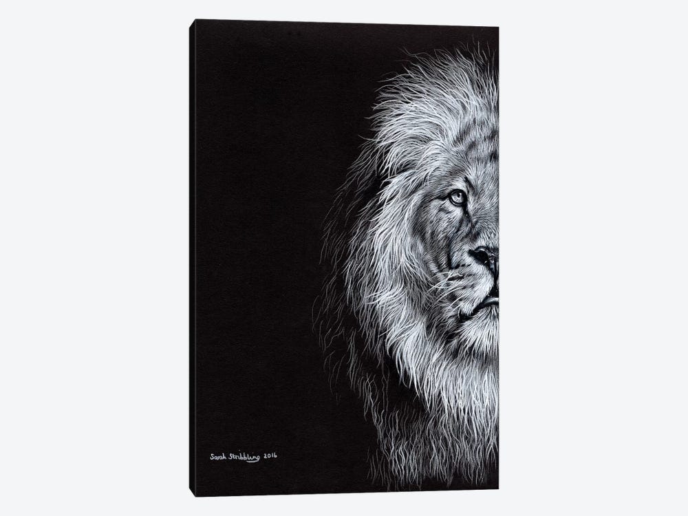 African Lion I by Sarah Stribbling 1-piece Canvas Print