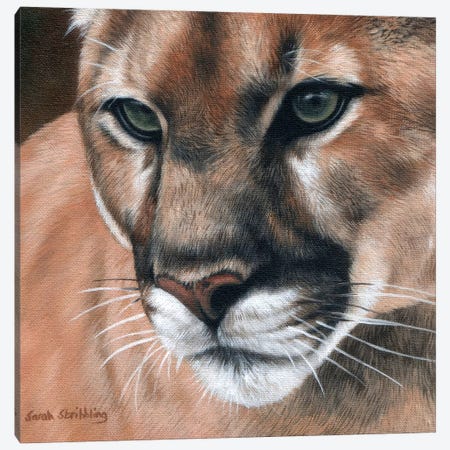 Cougar Canvas Print #SAS30} by Sarah Stribbling Canvas Wall Art